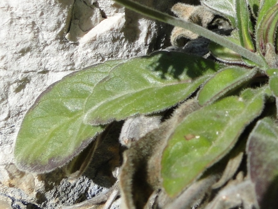 Knautia baldensis / Ambretta del Monte Baldo